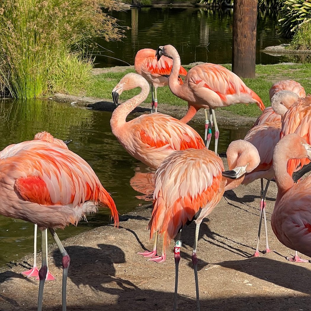 SF Zoo $5 Admission 4