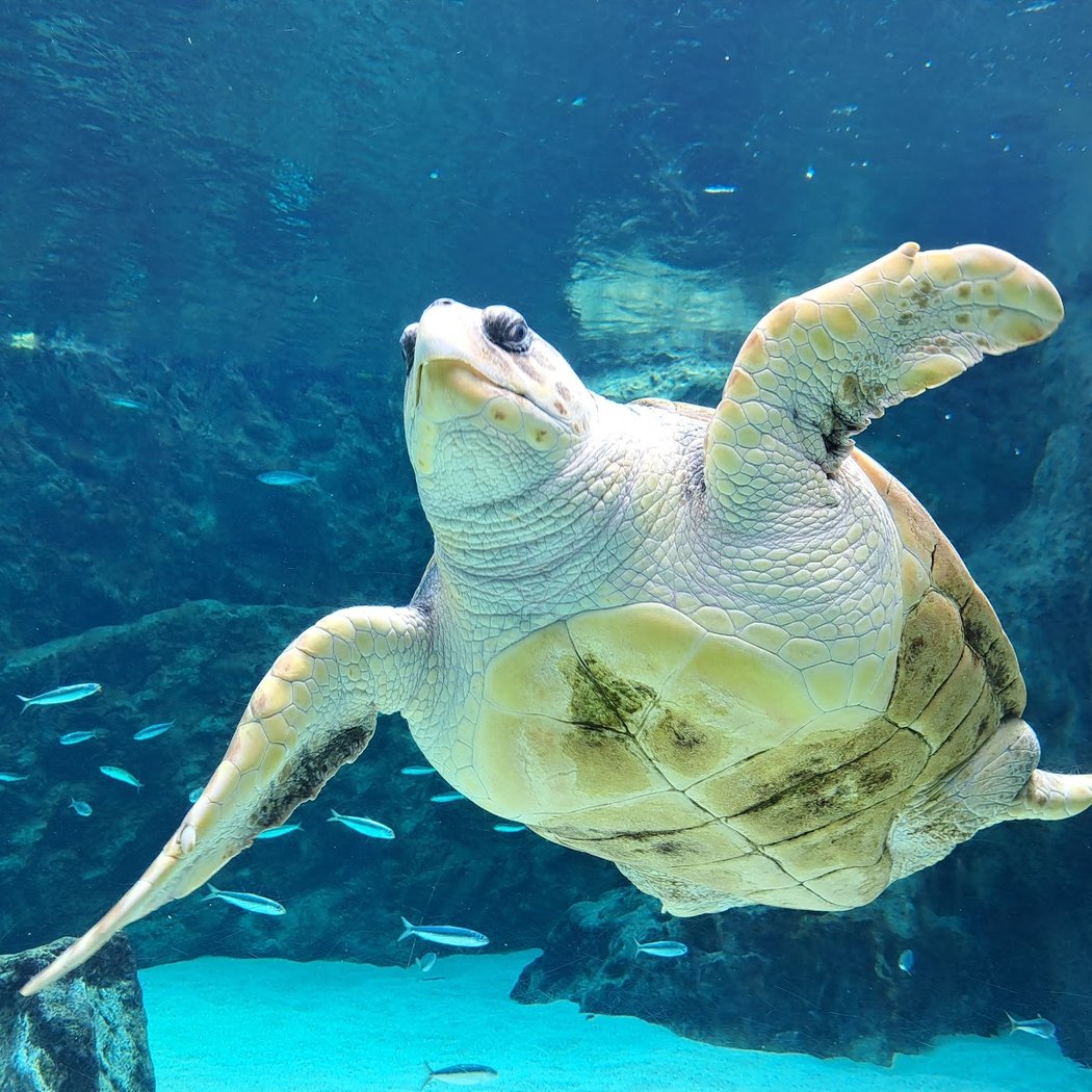 Behind-the-scenes tours of the Biarritz Aquarium 5