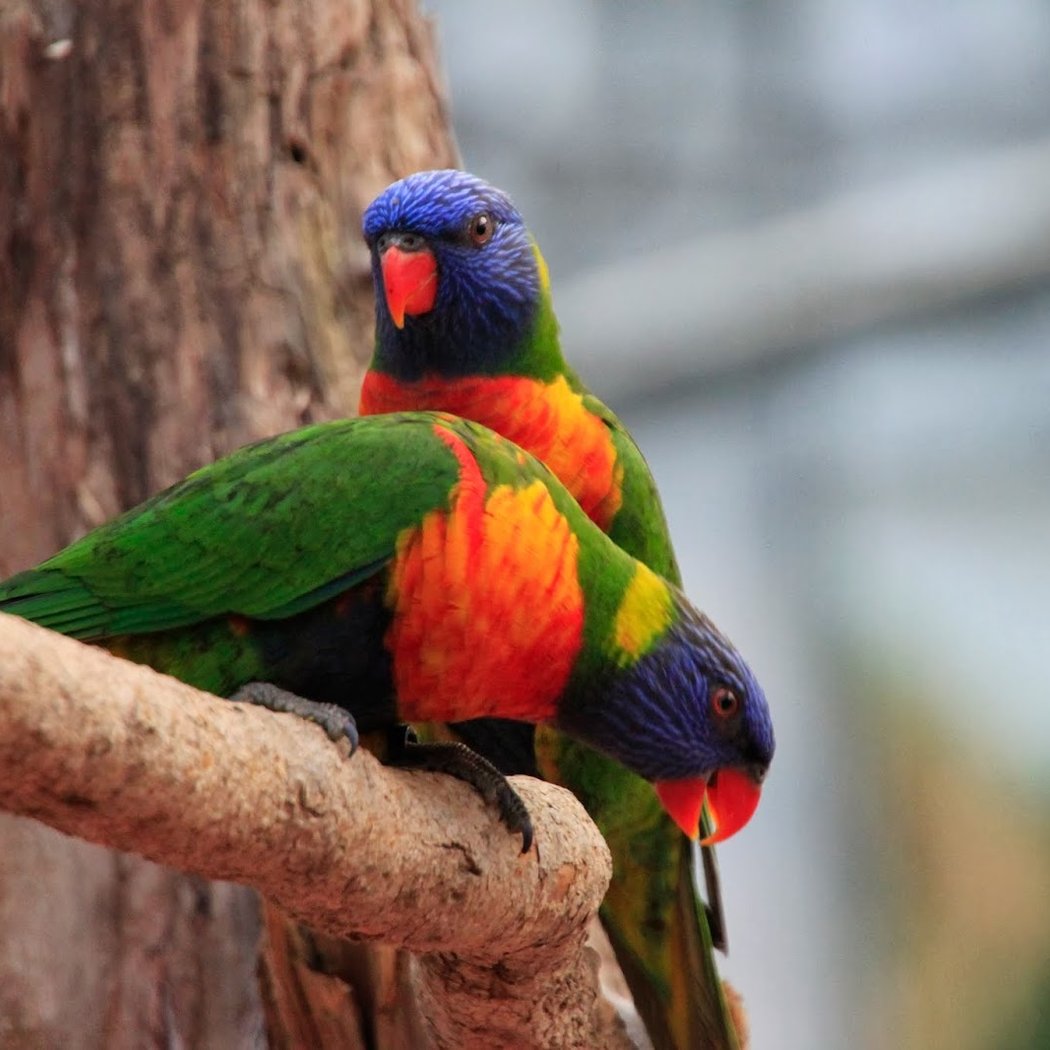 Biotropica, animal gardens 1