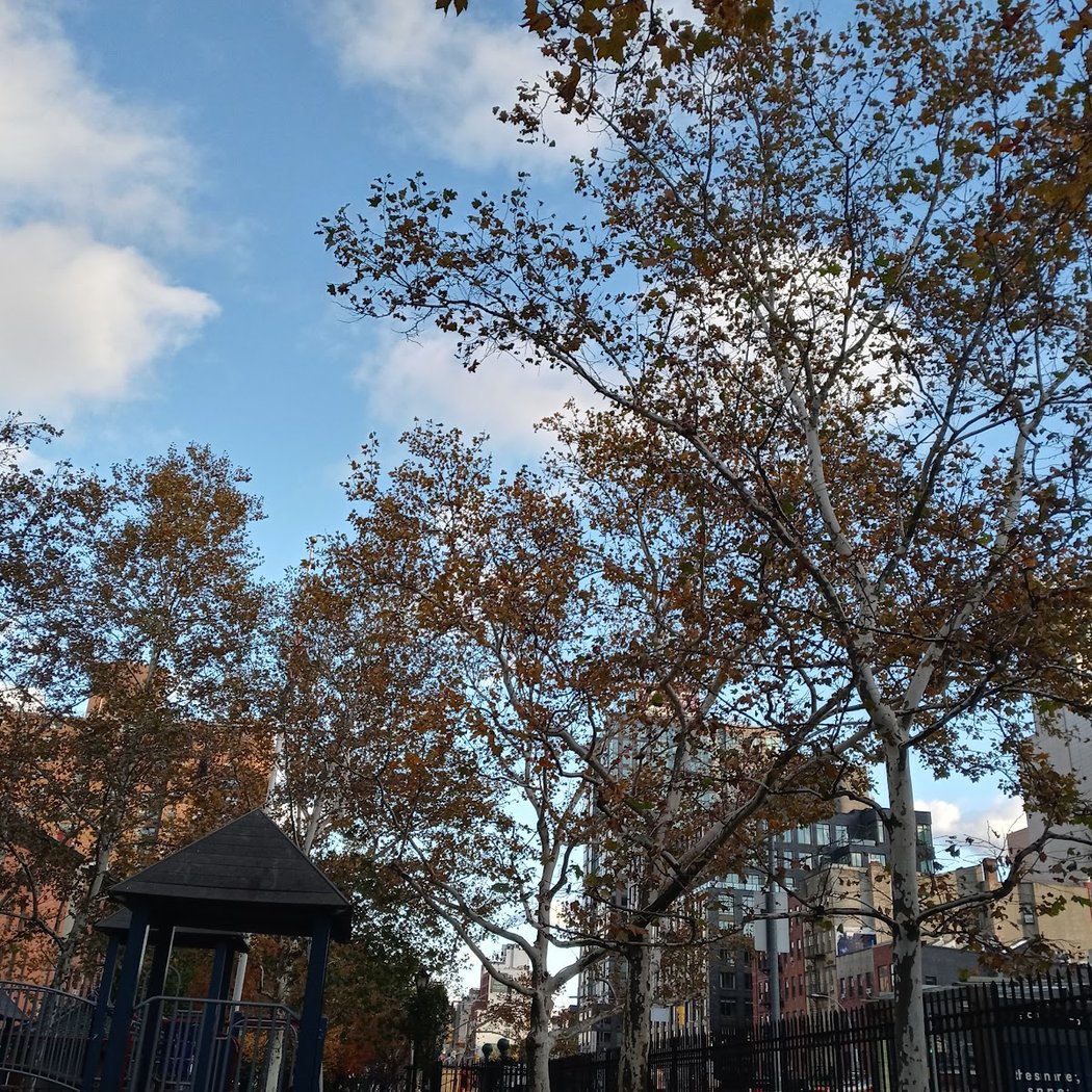 First Park 4