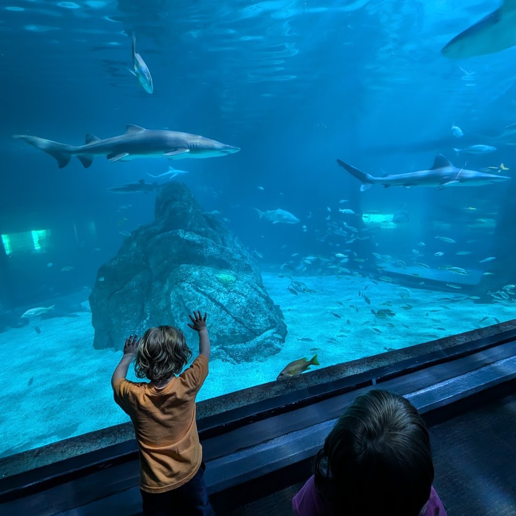 Adventure Aquarium 3