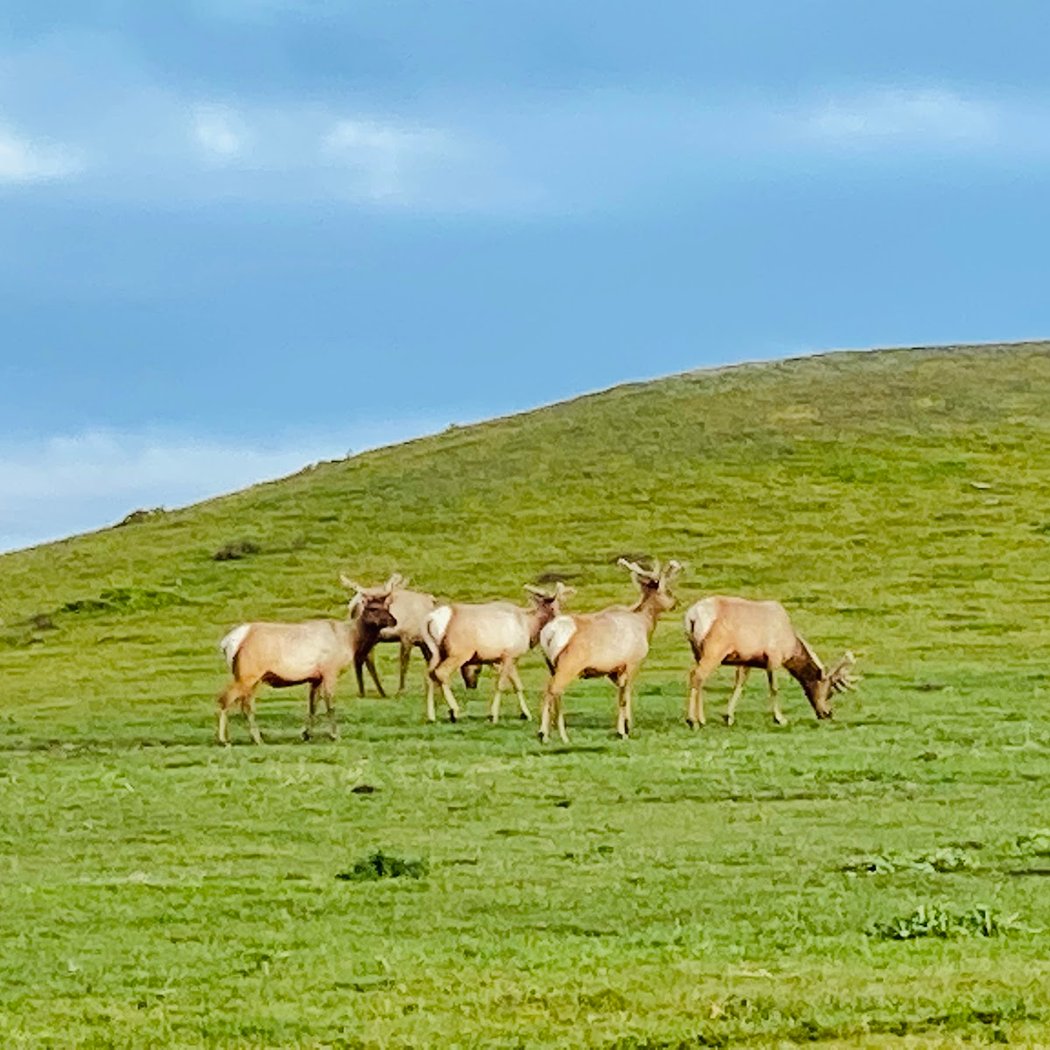 Point Reyes Birding & Nature Festival 1