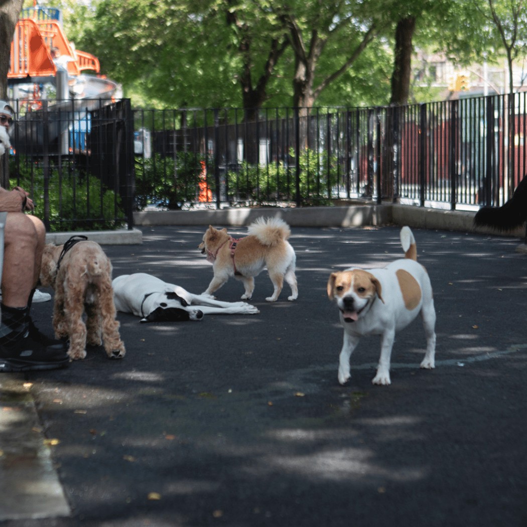 Noonan Park Dog Run 2