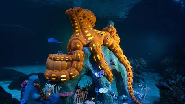 Fintastic Pumpkin Glow 4