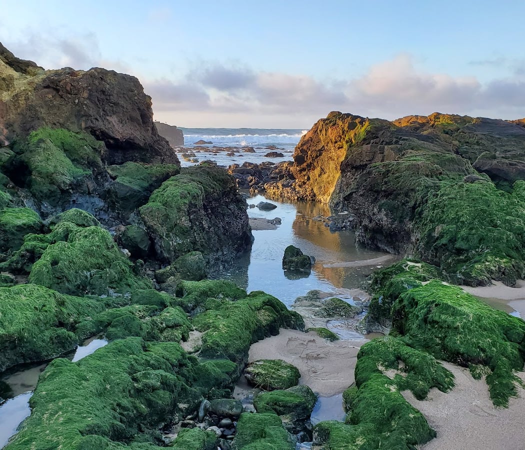 Pescadero Beach State Park N. 1