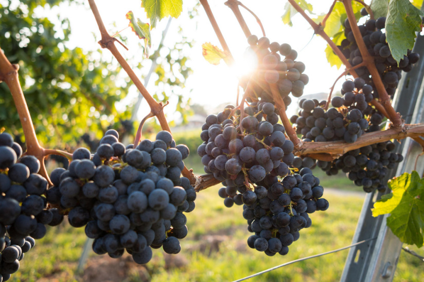 Expérience de vigneron avec dégustation et déjeuner 2