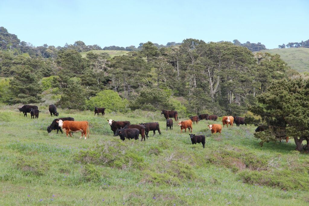 Pierce Point Ranch 2