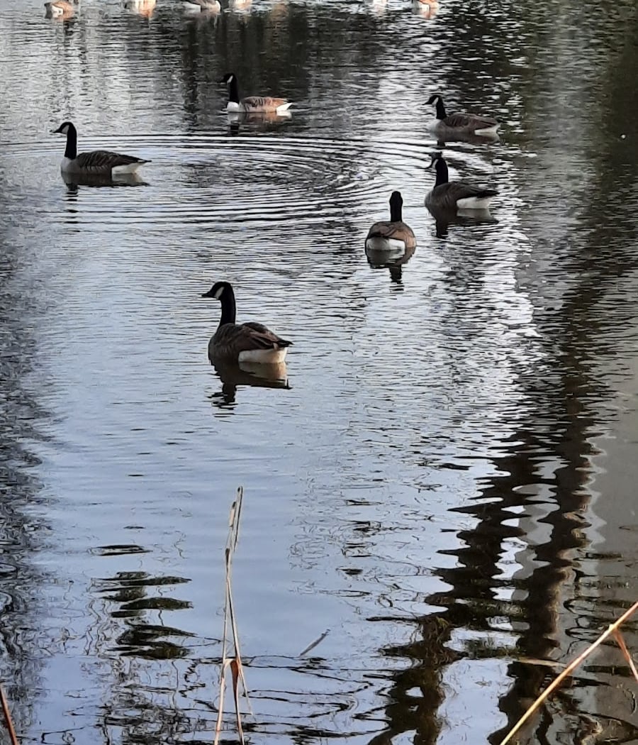Lac des Primevères 2