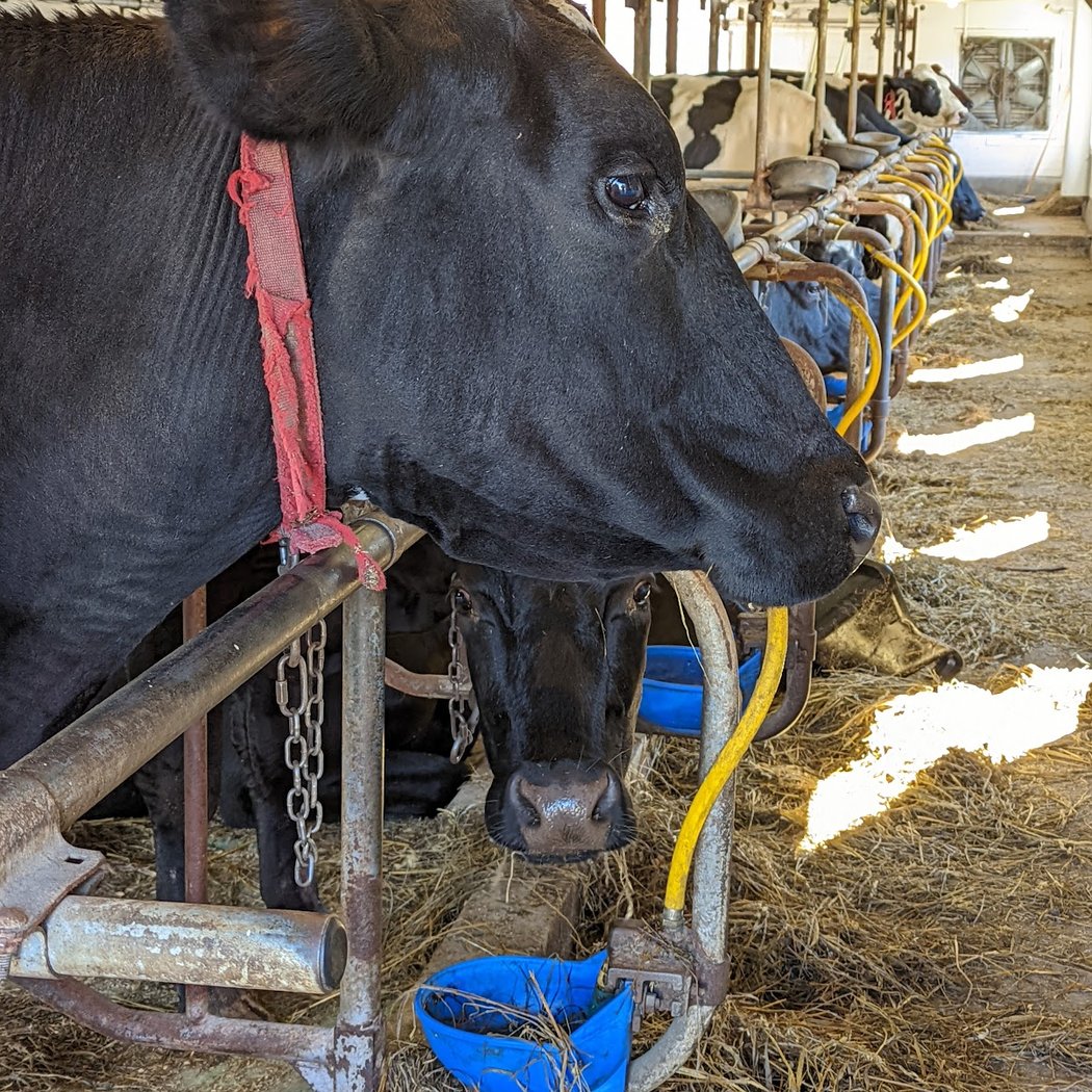 Chaseholm Farm Creamery 1