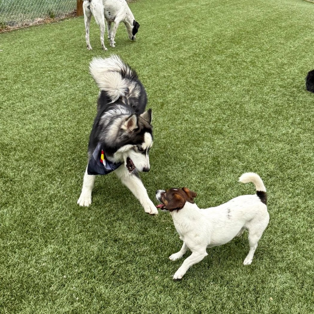 Red Rover Pet Resort 3