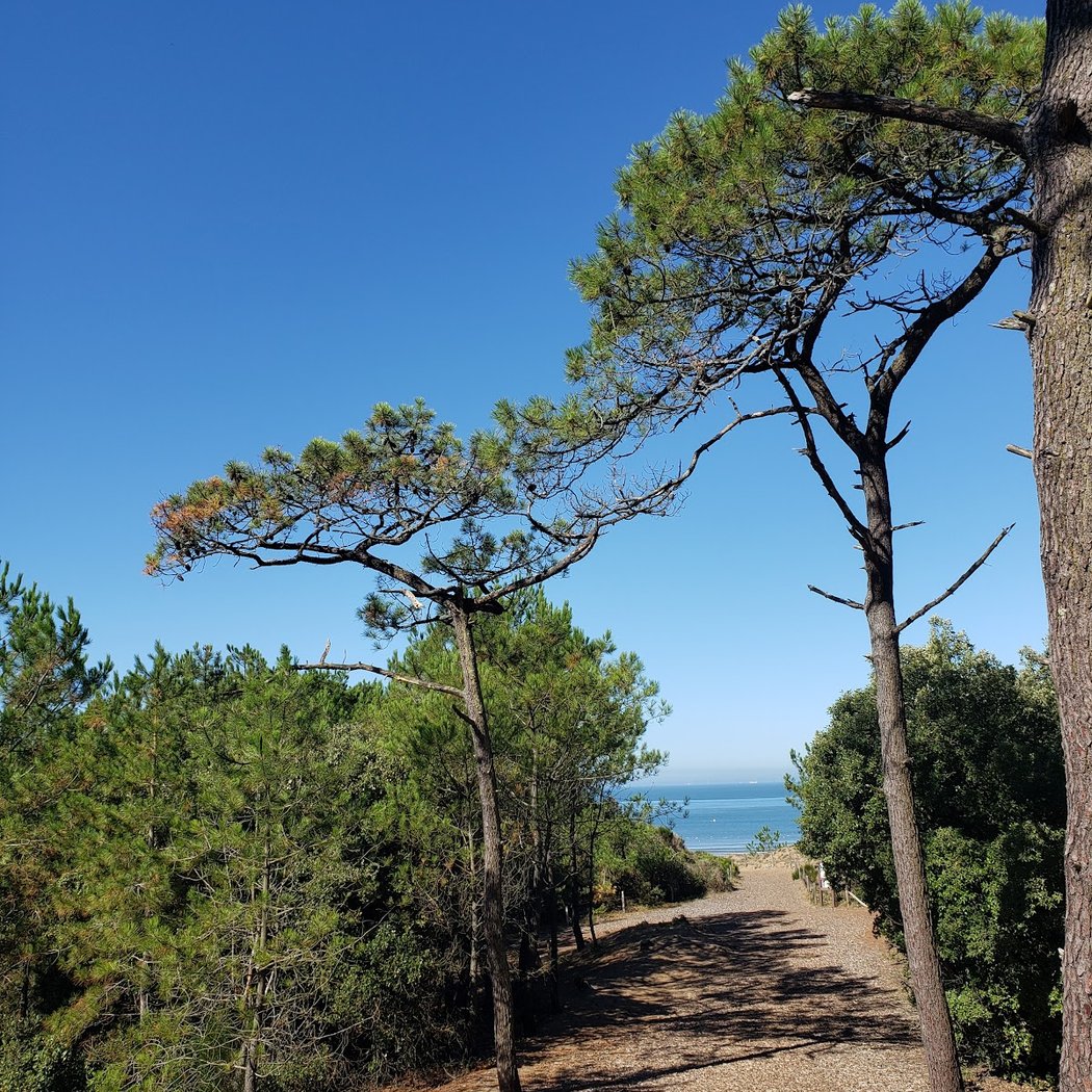 Forêt de la Pierre Attelée 2