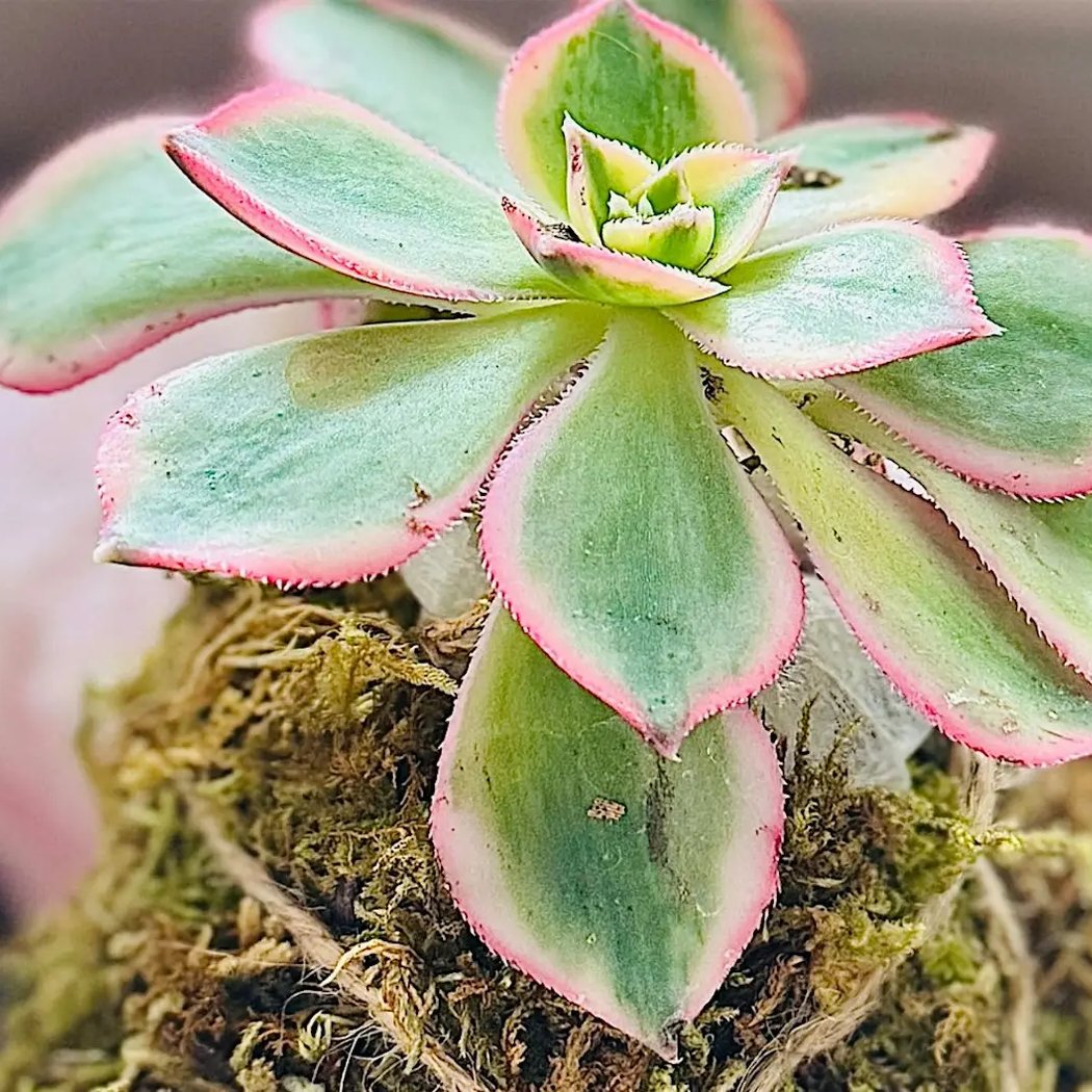 Succulent Kokedamas 2
