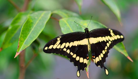 Butterfly Experience 1