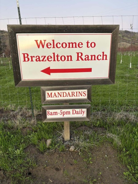 Satsuma Mandarins at Brazelton Ranch 1