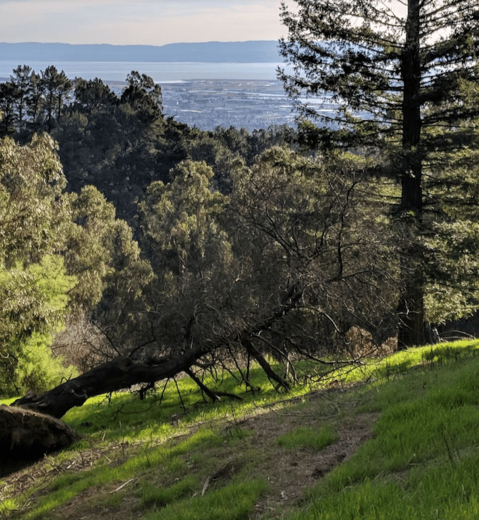 Shepherd Canyon Park 2