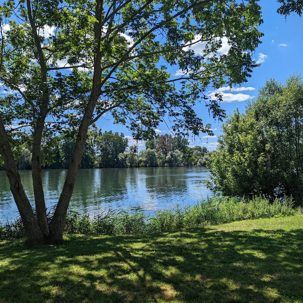 Berges de seine- Bernaches du Canada 1