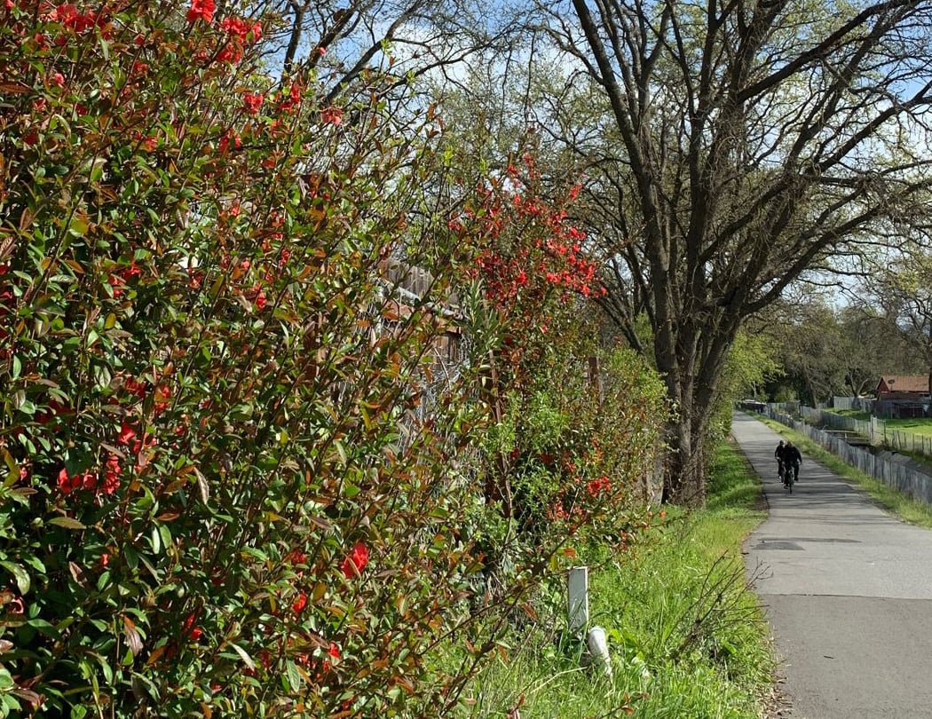 Contra Costa Canal Trail 2