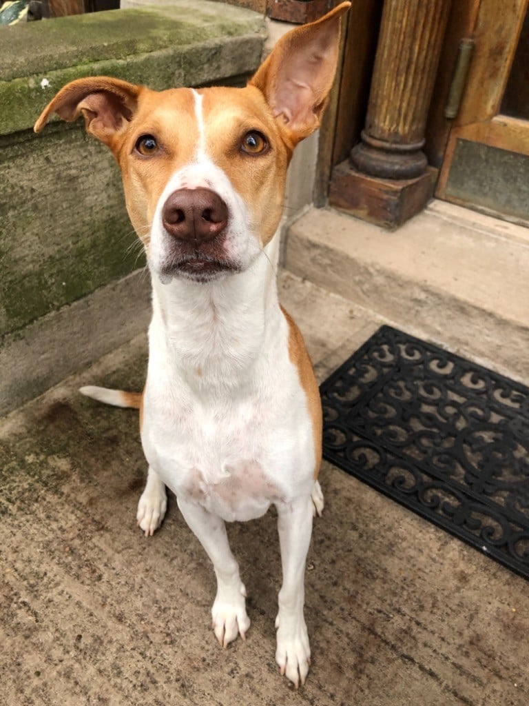 Jordan's Pet Care - Brooklyn Dog Walking and Pet Sitting 3
