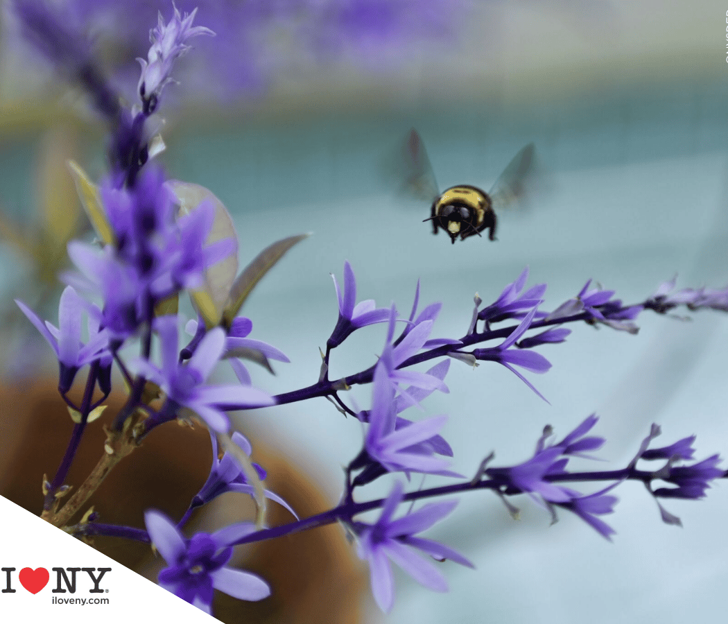 First Fridays: The Buzz on Biodiversity 1