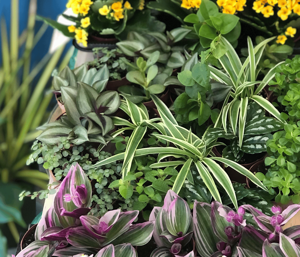 La La Plant Shop 3