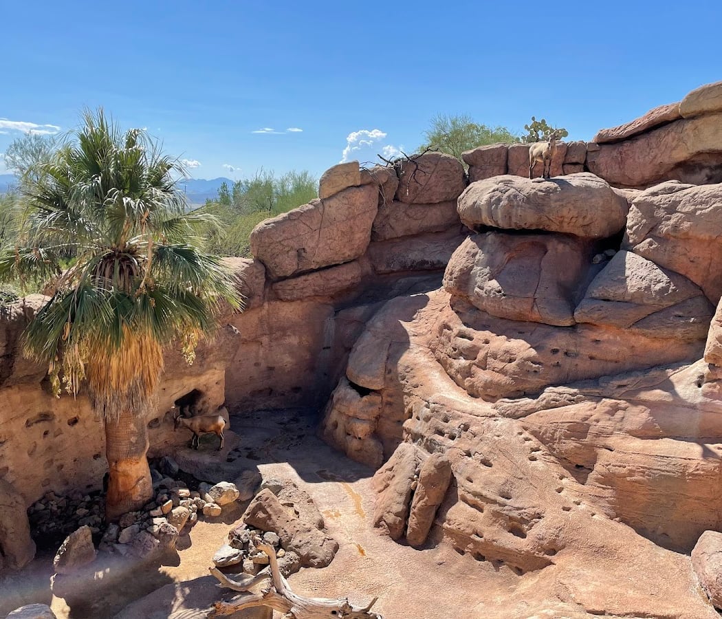 Arizona-Sonora Desert Museum 2