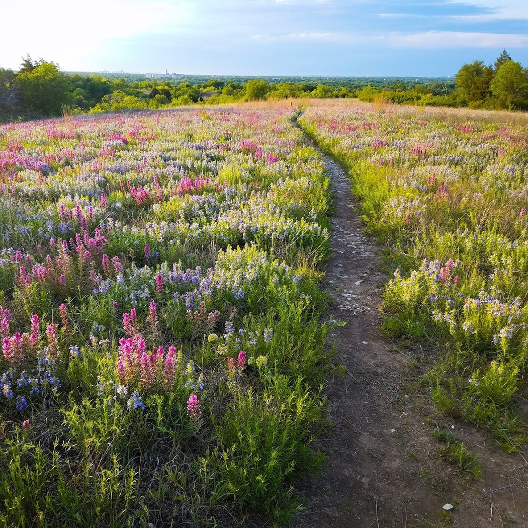 Tandy Hills Natural Area / Stratford Nature Area 1