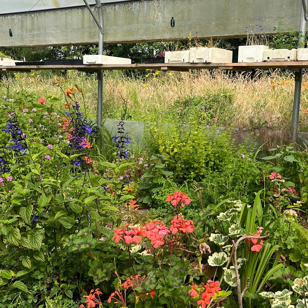 Le jardin de Pauline 85 - productrice de fleurs comestibles 3