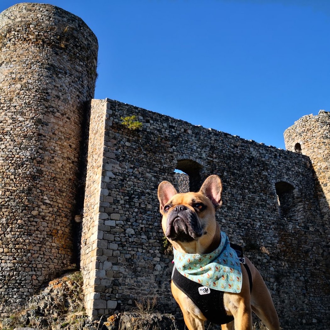 Tourisme avec mon chien 2
