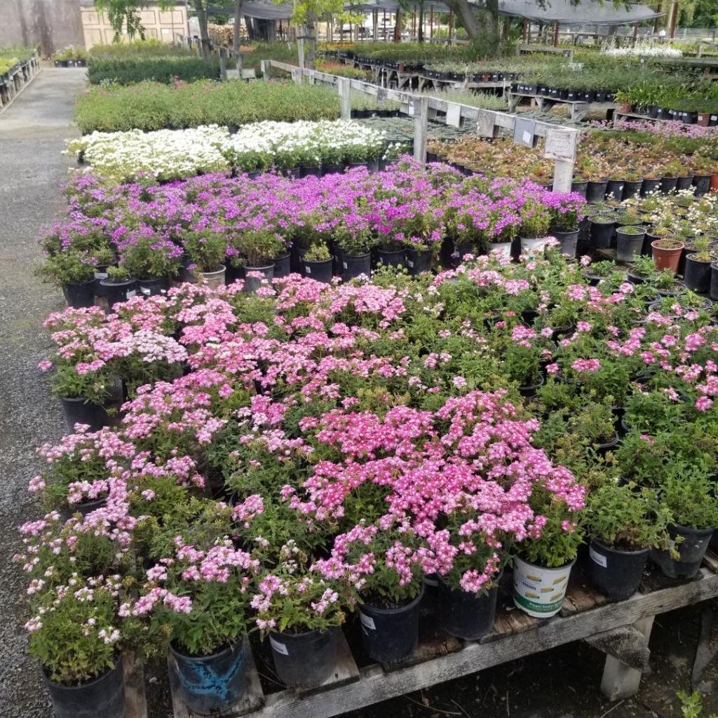 Bearscapes Nursery/Landscaping on Eden plains rd 1
