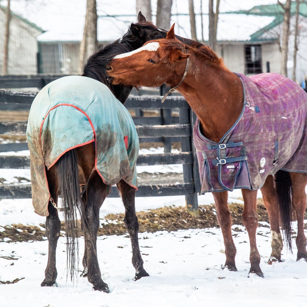 Lucky Orphans Horse Rescue 3