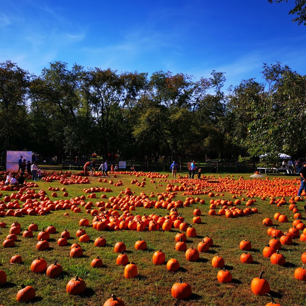 Corn Fest / the Amazing Maize Maze 1