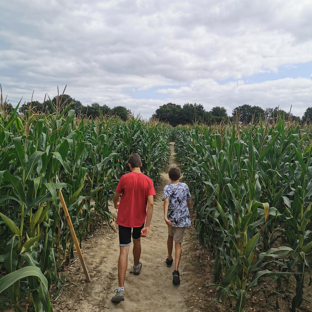 Giant Corn Maze 3