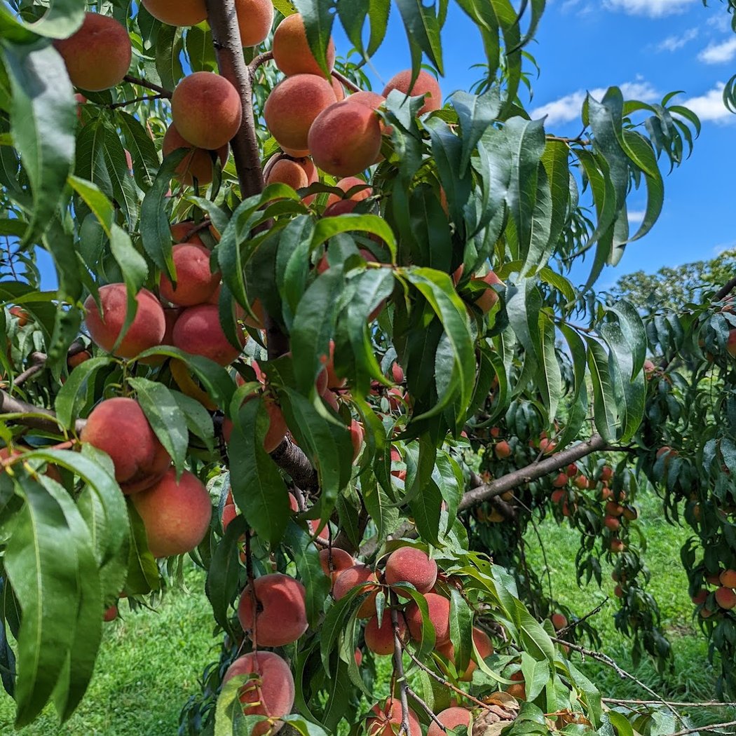 Lehman's Orchards 3