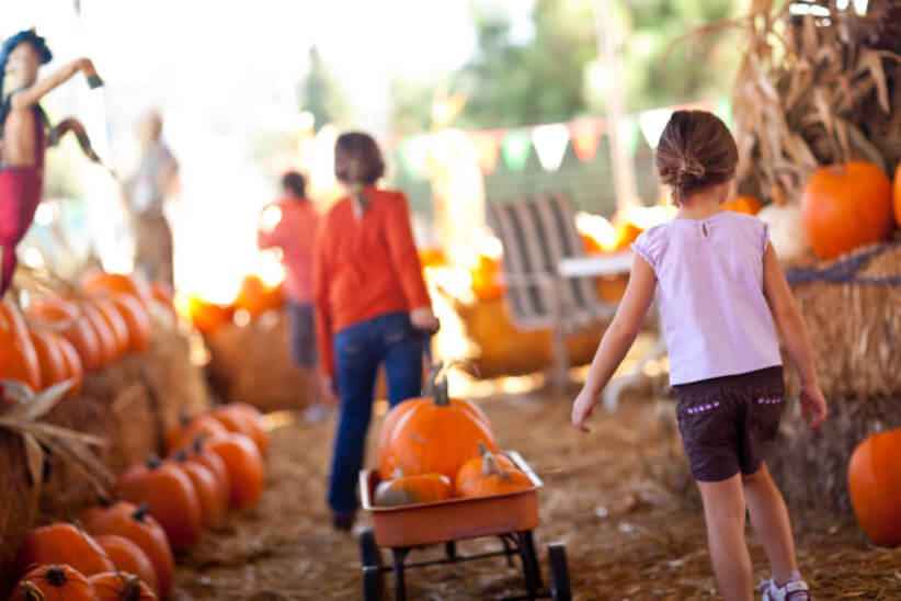 Decker Farm Pumpkin Picking 1