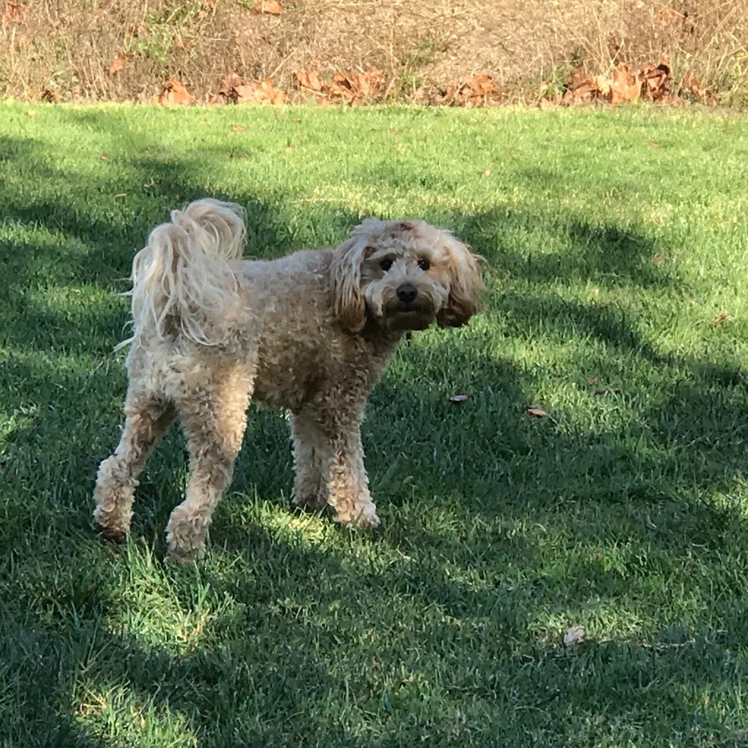Tiburon Dog Park 3
