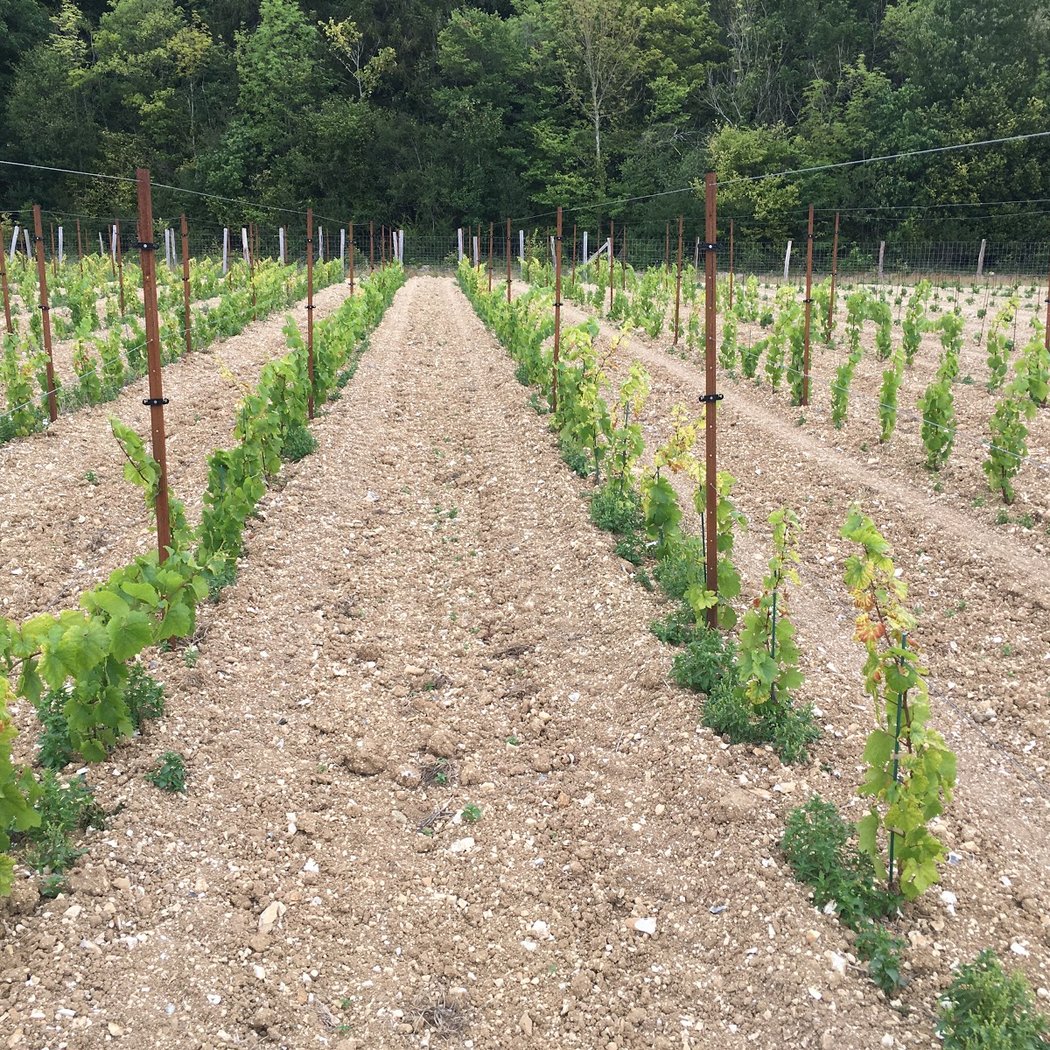 Vignoble des Voeux - Martin Ebersbach 2