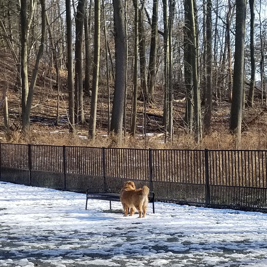 Van Saun Dog Park 2