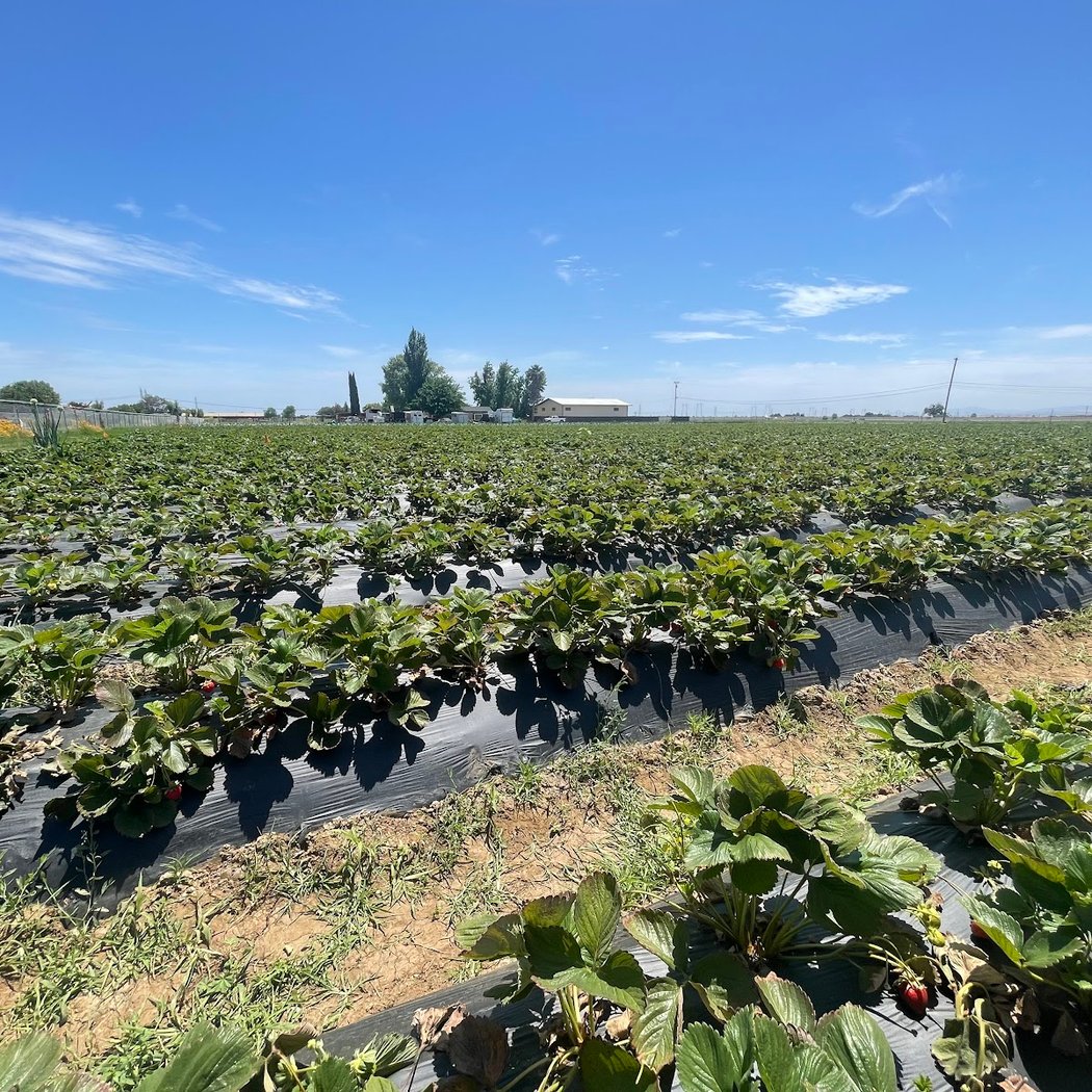 Berry Best Family Farm 3