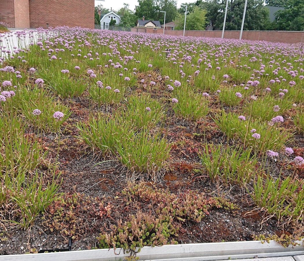 Ann Arbor City Hall 1