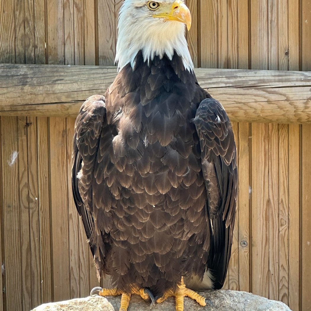 The Eagles of Lake Geneva 2