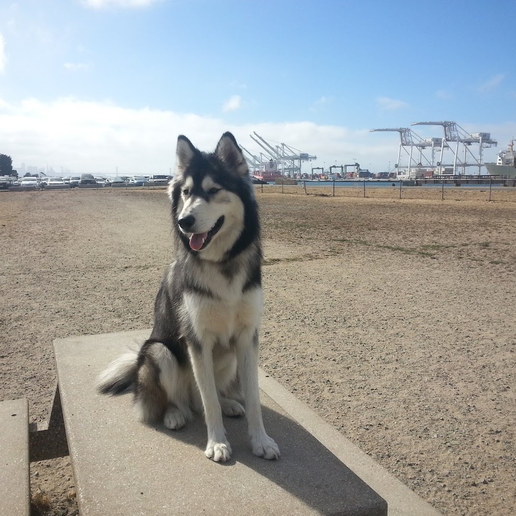Main Street Dog Park 1