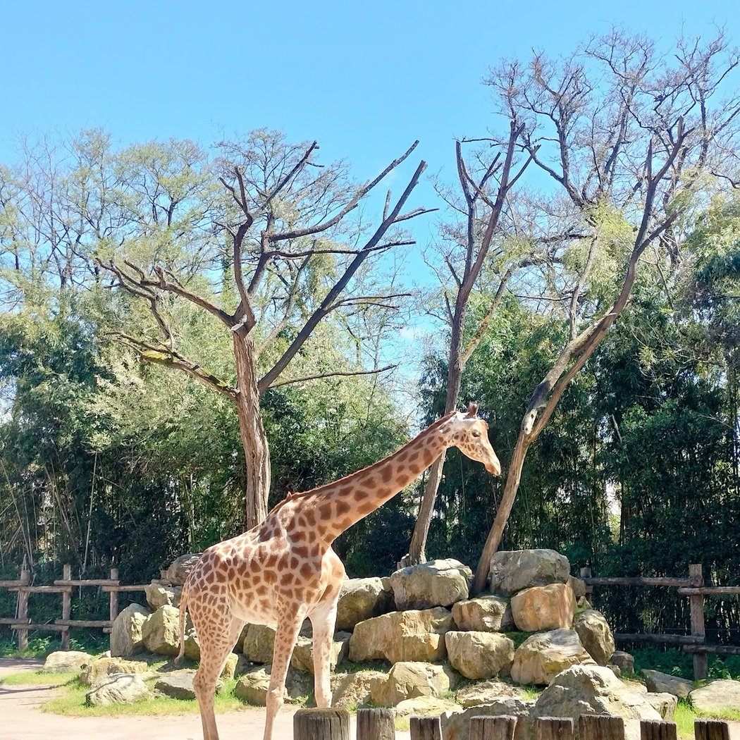 Les Sables d'Olonne Zoo 3