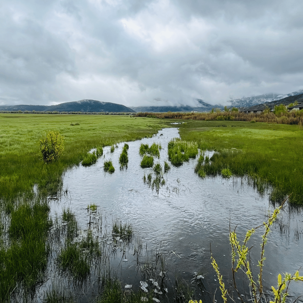 Invasive Weed Management: Let's Pull Together! 2