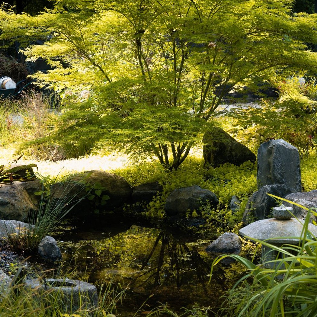 Les jardins japonais de Favières (réservation obligatoire) 1