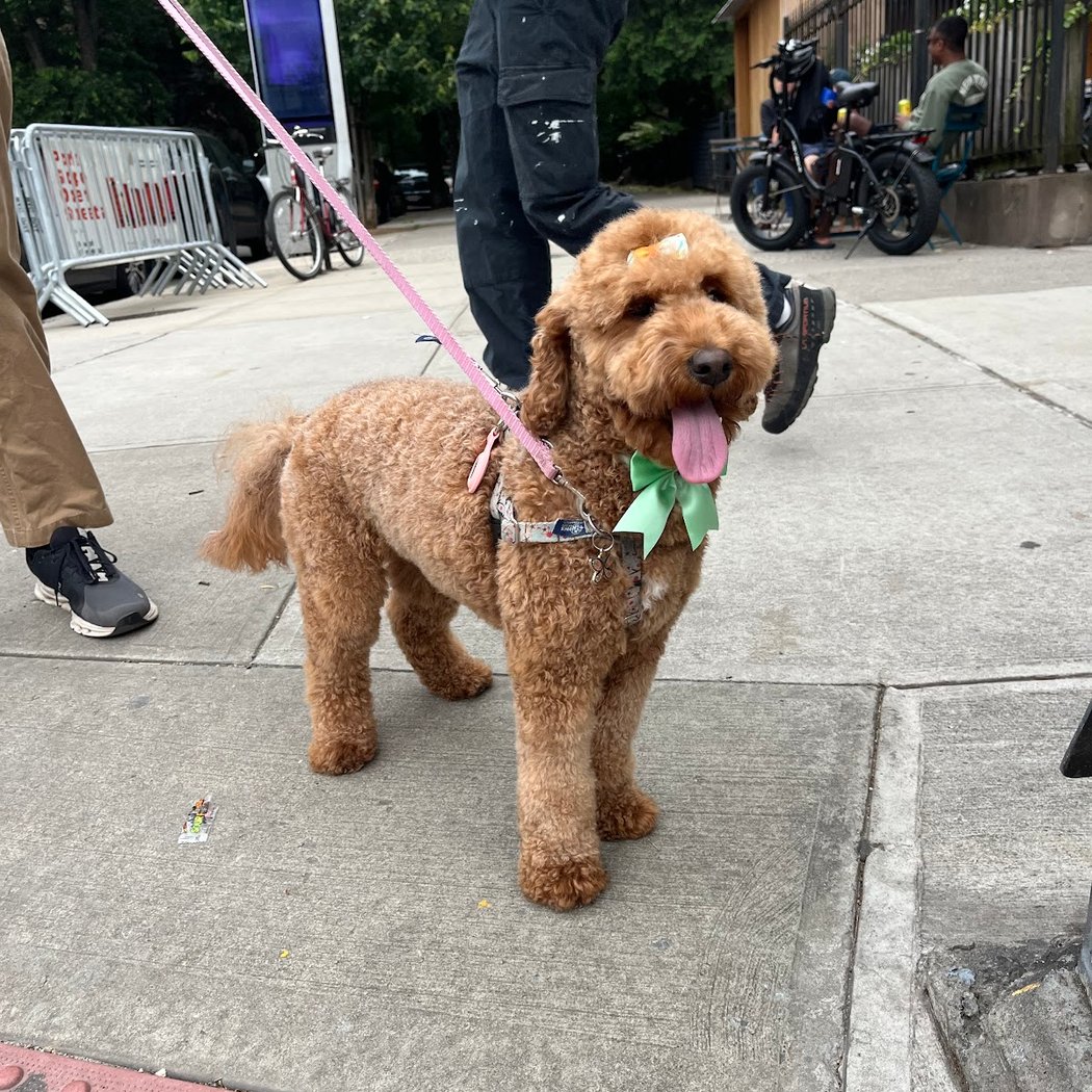 Woof Gang Bakery & Grooming Park Slope 2