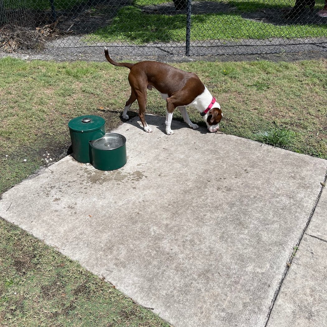 Canine Corner Dog Park 3