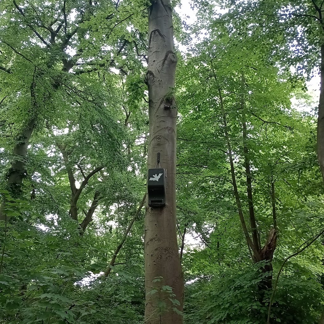 Fledermaus Park 2