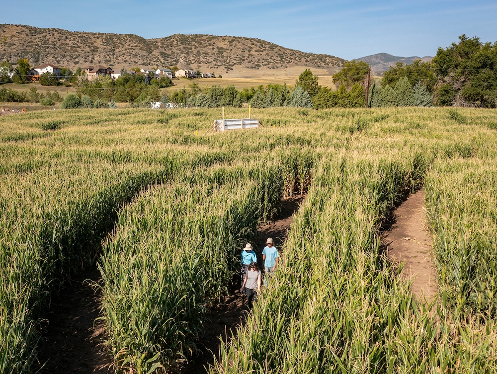 Corn Maze at Chatfield Farms 2