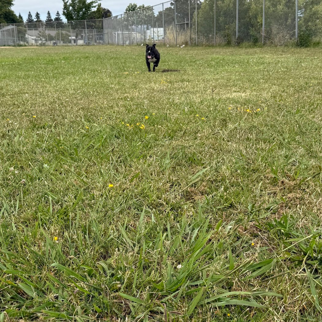 William "Bill" Patterson Park 3