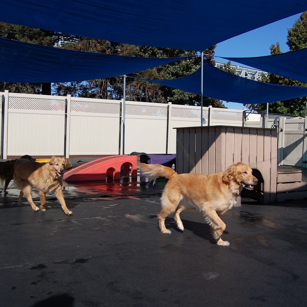 Citizen Canine 3
